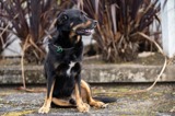 dog with registration tag sitting down