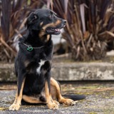 dog with registration tag sitting down