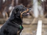 dog with registration tag