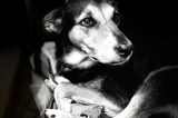 Peanut Black And White