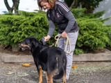 animal control scanning for microchip on dog